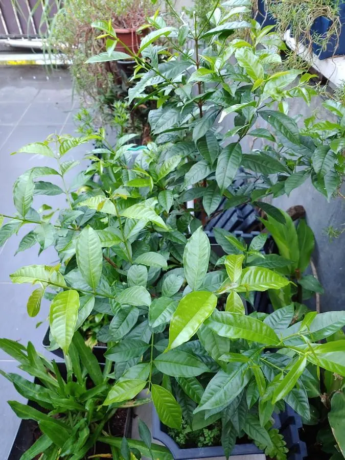 Holiday home Tasek Homestay D Village Ipoh
