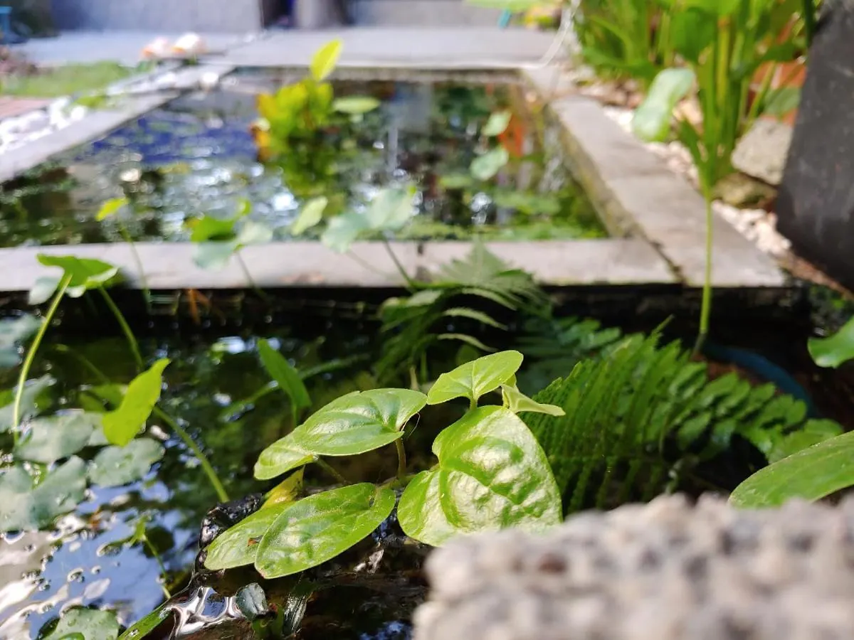 Tasek Homestay D Village Ipoh